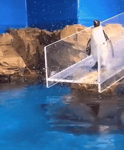 Penguin Standing on Clear Platform