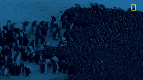Penguin Timelapse GIF