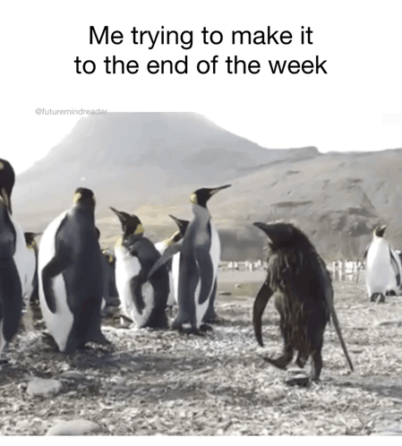 Penguins On Rocky Beach Trying To Make It To End Of Week GIF