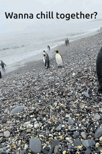 penguins standing on a rocky beach with the words wanna chill together
