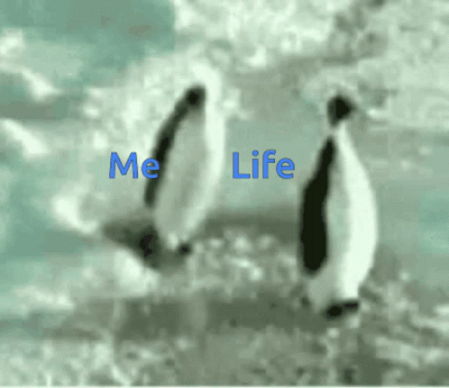 Penguins Standing on Ice Saying Me Life