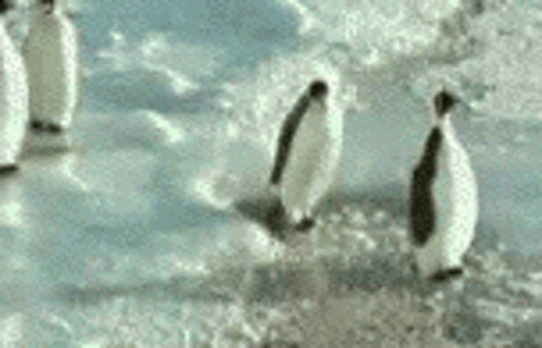 Penguins Walking Across Snow Field GIF