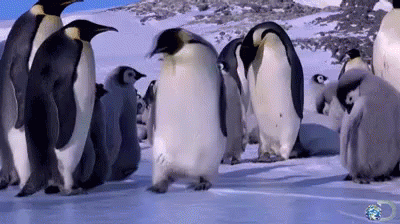 Penguins Walking in Snow