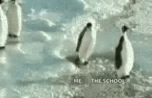 Penguins Walking Through Snow