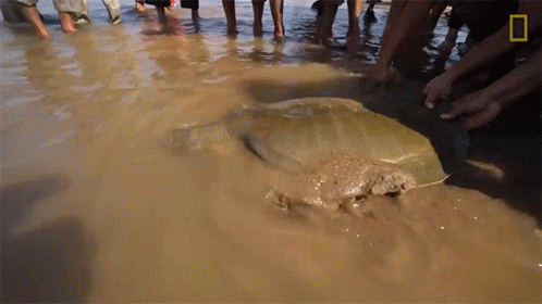 People in Water Watching Large Stingray