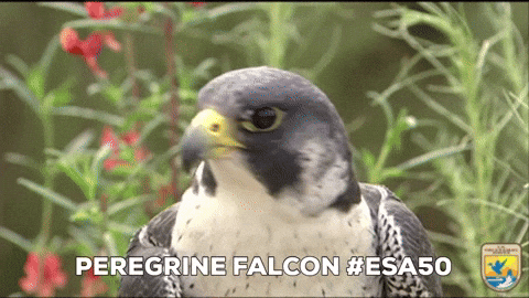 Peregrine Falcon Bird GIF