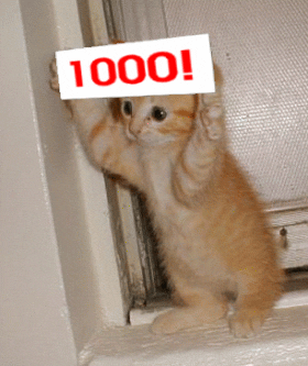 Perfect 1000 Cat With Gun GIF