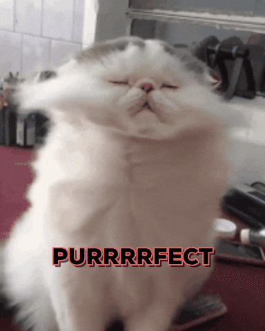 Perfecto Hair Blow Cat GIF