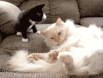 Persian Cat Attack GIF