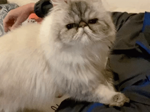 Persian Cat Knead Owner GIF