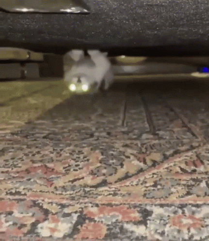 Persian Cat Running GIF
