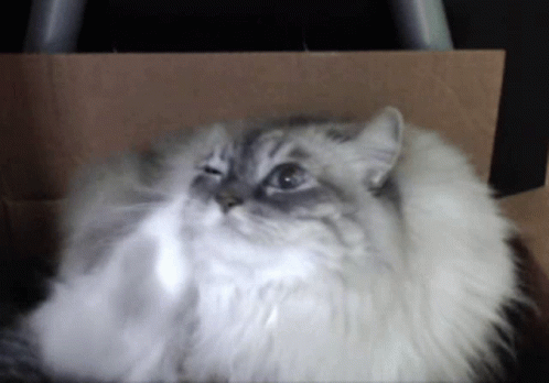 Persian Cat Scratching GIF
