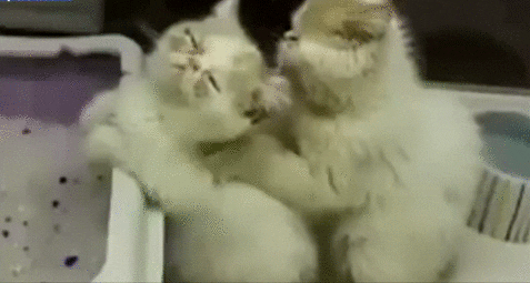 Persian Cat Sensual Massage GIF