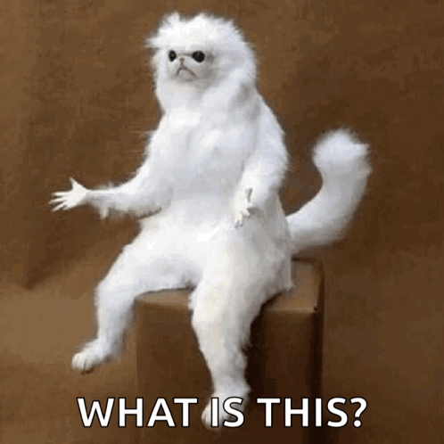 Persian Cat Stressed Out Whats Going On GIF