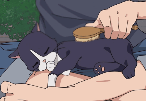 Person Brushing Black and White Cat