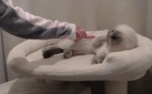 Person Brushing Cat with Pink Glove on Cat Tree