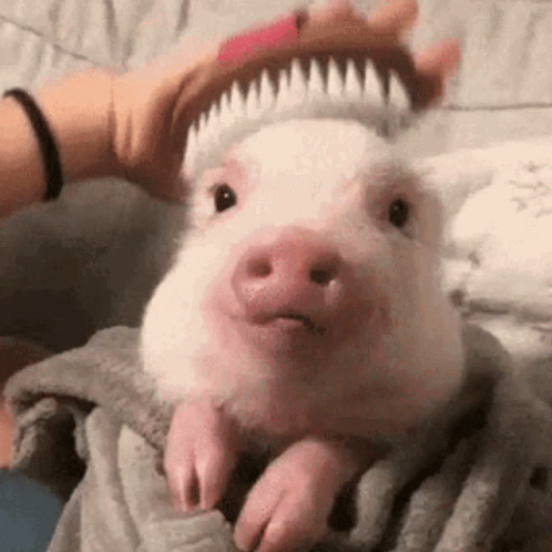 Person Brushing Pig's Hair on Bed