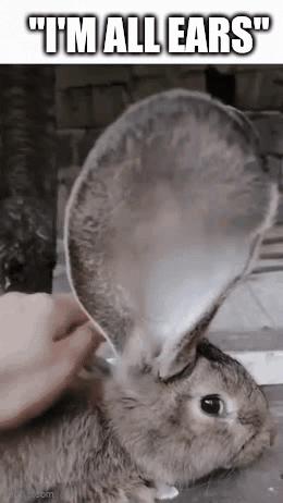Person Cleaning Rabbit Ears With Spoon Rabbit Looking