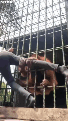 Person Climbing Cage Behind Tiger GIF