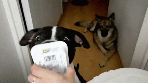 Person Feeding Black and White Dog Knorr Container