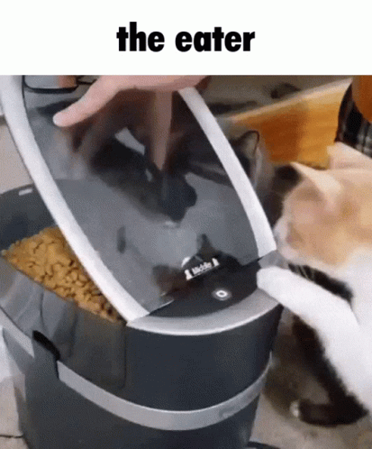 Person Feeding Cat from Food Dispenser The Eater