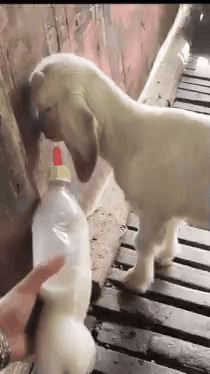 Person Feeding Goat Milk From Plastic Bottle