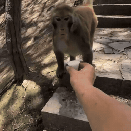 Person Feeding Monkey