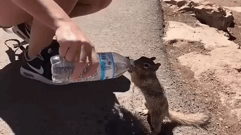 Person Feeding Squirrel Water From Bottle