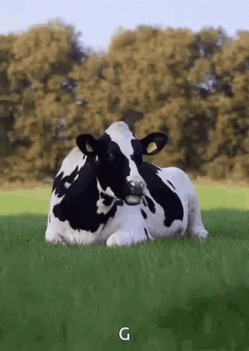 Person Holding Ball Next to Cow
