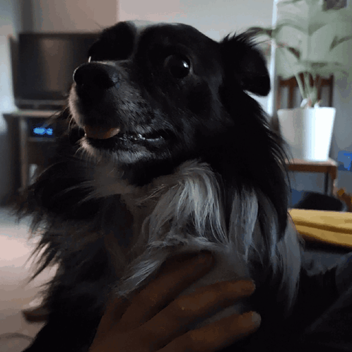 Person Holding Black And White Dog GIF