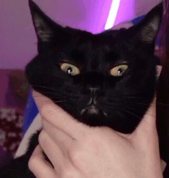 Person Holding Black Cat GIF