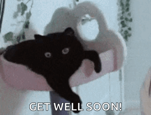Person Holding Black Cat Saying Get Well Soon