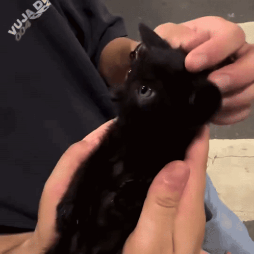 Person Holding Black Cat with Vuja Shirt