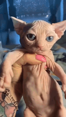Person Holding Blue-Eyed Hairless Cat With Tattoo
