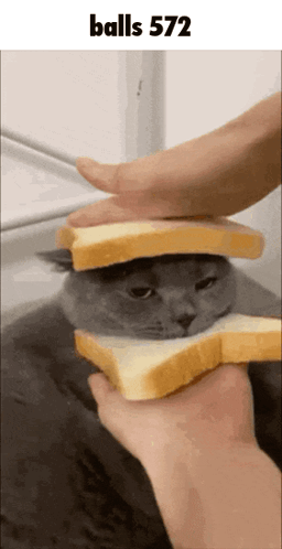 Person Holding Bread Over Cat Balls 572