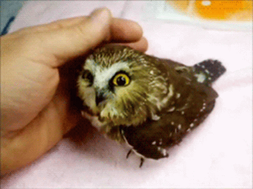Person Holding Brown And White Owl With Yellow Eyes GIF