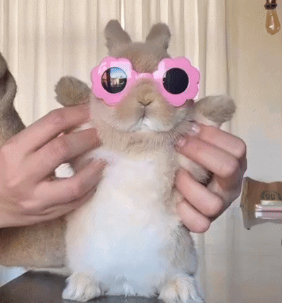 Person Holding Bunny in Pink Sunglasses
