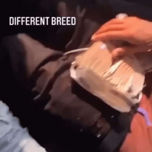 Person Holding Cake Saying Different Breed GIF