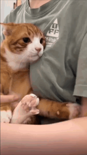 Person Holding Cat in Green Off White Shirt