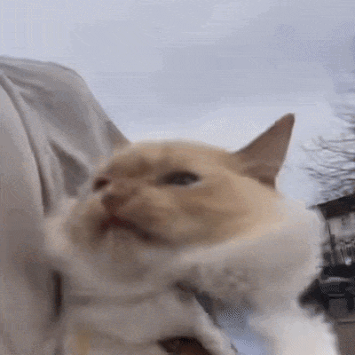 Person Holding Cat Looking at Camera