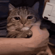 Person Holding Cat