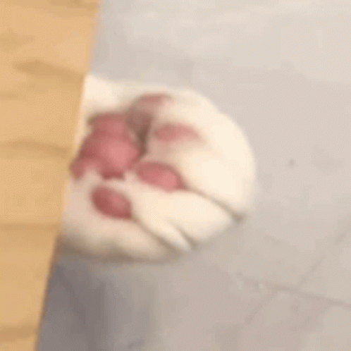 Person Holding Cat's Paw