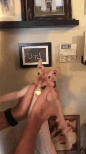 Person Holding Cat With J + J Text