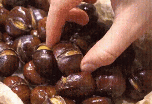 Person Holding Chestnut