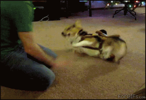Person Holding Dog GIF