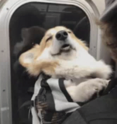 Person Holding Dog in Bag on Bus