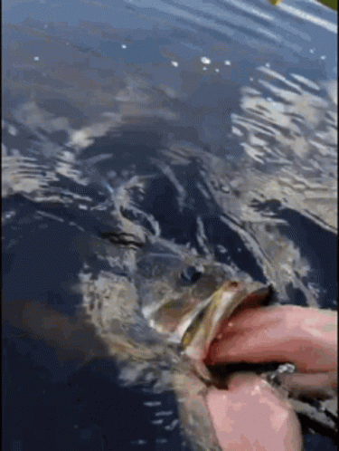 Person Holding Fish in Water