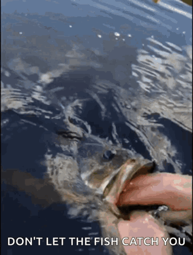 Person Holding Fish Saying Don't Let The Fish Catch You GIF