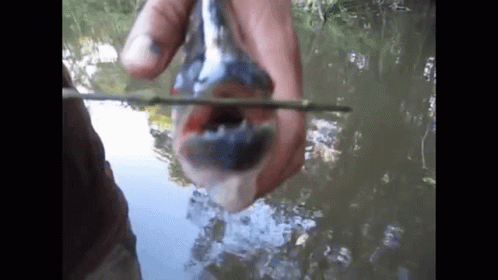Person Holding Fish With Open Mouth and Stick