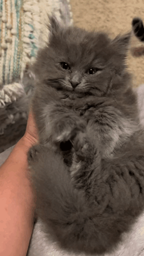Person Holding Fluffy Grey Kitten